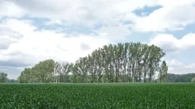 Pappelreihe inmitten einer Agrarlandschaft