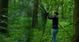 Eine Person mit Stirnlampe steht im Unterholz und spannt ein schwarzes Netz zwischen Bäumen, das für den Fang von Fledermäusen geeignet ist.