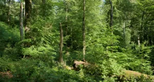 Grüner Laubwald mit vereinzelten abgestorbenen Baumstümpfen und umgefallenem Baumstamm