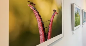 Bilder der Ausstellung 