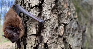 Kleinabendsegler am Baum sitzend