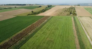 Feldhamsterschutzstreifen (im Vordergrund) in der Agrarlandschaft bei Mainz