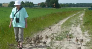 Eine Person läuft mit zahlreichen Großtrappen-Jungvögeln durch eine landwirtschaftlich Fläche