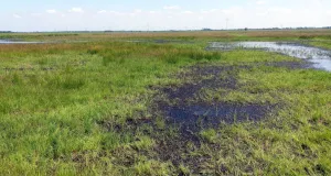 Eine weitläufige, offene Feuchtwiesenlandschaft mit einzelnen Schlamm- und Wasserflächen.