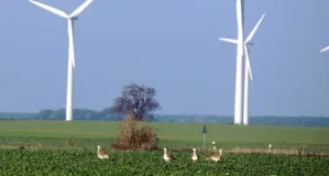 Großtrappen auf einer landwirtschaftlichen Fläche, im Hintergrund eine Windkraftanlage