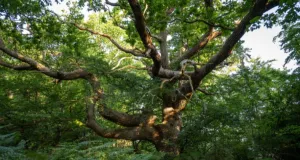 Alter, knorriger Baum mit weit ausladenden Ästen in einem dichten, grünen Wald