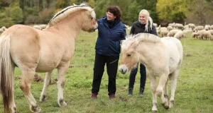 Zwei Frauen stehen auf einer Wiese und streicheln zwei helle Pferde vor einer großen Schafherde. 