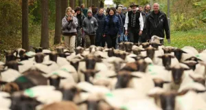 Gruppe von Menschen, die auf einem Waldweg hinter einer großen Herde Schafe gehen.