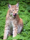 Luchs 