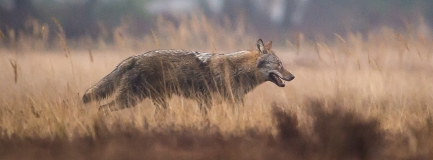 Laufender Wolf von der Seite