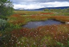 The photo shows a palsa peatland with cotton grass and small open water bodies.