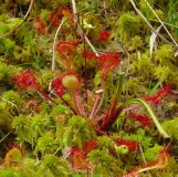 Das Bild zeigt eine Sonnentau-Pflanze inmitten von Torfmoosen.