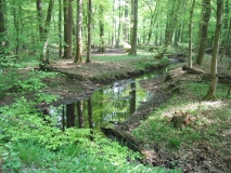 Temporäres Stillgewässer in einem Stieleichen-Flatterulmen-Hainbuchenbestand im Naturschutzgroßprojekt Bienwald, Rheinland-Pfalz.