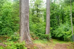 Starke Douglasien, naturnah bewirtschafteter Eichen-Hainbuchenbestand im nördlichen Steigerwald.