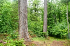 Starke Douglasien, naturnah bewirtschafteter Eichen-Hainbuchenbestand im nördlichen Steigerwald.