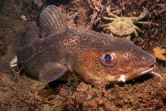 Cod (Gadus morhua)