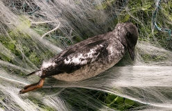 Tauchende Seevögel, hier eine junge Gryllteiste (Cepphus gryllus), können sich in Stellnetzen verfangen und ertrinken