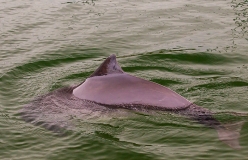 Auch Schweinswale (Phocoena phocoena) sind durch die Stellnetzfischerei gefährdet