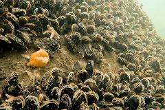 Aufwuchs durch Miesmuscheln und Seenelken an einem WEA-Fundament