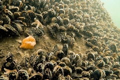 Aufwuchs durch Miesmuscheln und Seenelken an einem WEA-Fundament