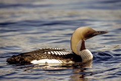 Prachttaucher (Gavia arctica), Foto: Sven-Erik Arndt