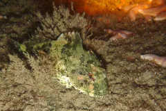 Seebull (Taurulus bubalis)  an einem Windkraft-Fundament