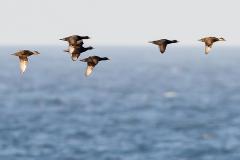 Six flying mourning ducks over the sea