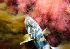 The viviparous eelpout (Zoarces viviparus) finds ideal living conditions between the overgrown boulders. 