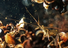 Miesmuschelgemeinschaften am Adlergrund mit einer Felsgarnele (Palaemon elegans), Foto: Hübner, Krause (BfN)