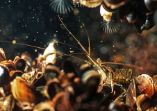 Blue mussel communities at Adler Ground with a rockpool prawn (Palaemon elegans). 