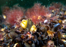 Miesmuschelgemeinschaften am Adlergrund mit Seepocken (Balanidae), Foto:  Markus Brand (BfN)