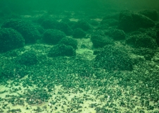 Miesmuscheln (Mytilus edulis) auf Blocksteinen in den Sandflächen, Foto: Hübner, Krause (BfN)