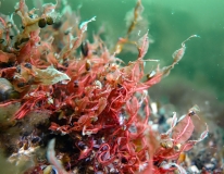 Die Anzahl von Rotalgen (Rhodophyceae) nimmt mit dem Salzgehalt von der Nordsee zur Ostsee ab, Foto: Markus Brand (BfN)