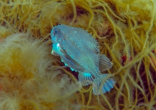 Seehase (Cyclopterus lumpus) zwischen Meersaite (Chorda filum) und Rotalgen, Foto: Hübner, Krause (BfN)