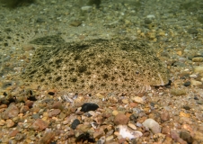 The turbot (Psetta maxima or Scophthalmus maximus), which is classified as threatened in Europe, can reach an age of up to 25 years. 