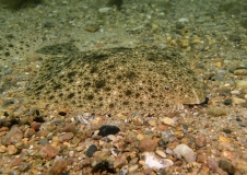 Der in Europa als gefährdet eingestufte Steinbutt (Psetta maxima oder Scophthalmus maximus) kann bis zu 25 Jahre alt werden, Foto: Markus Brand (BfN)