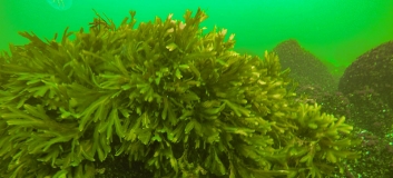 Sägetang (Fucus serratus) bildet mitunter dichte Bestände auf den Blocksteinen des Adlergrunds.