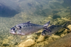 Die Finte (Alosa fallax) benötigt naturnahe, strukturreiche Flusssysteme, Foto: Fredéric Melki / Biotope