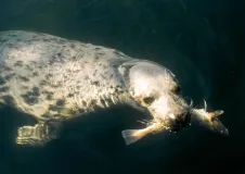 Swimming grey seal with fish in its mouth