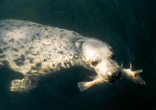 Swimming grey seal with fish in its mouth