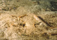 Numerous sand gobies with colours adapted to the substrate swim close to the sandy seabed