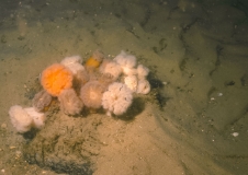 In der Sandbank sind mosaikartig Steinfelder eingestreut, hier dicht bewachsen mit Seenelken (Metridium dianthus (vormals M. senile)), Foto: Hübner, Krause (BfN)