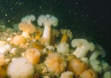 Stone block densely overgrown with white, yellow and orange-coloured sea lilies