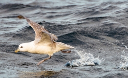 us dem Wasser startender Eissturmvogel in der Doggerbank