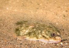 Flundern (Platichthys flesus) sind charakteristische Plattfischarten dieser einzigartigen Sandbank
