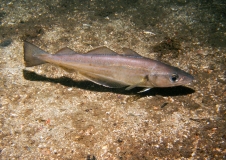 Auch Wittlinge (Merlangius merlangus) gehören zur typischen Fischfauna der Doggerbank