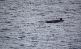 Zwergwale (Balaenoptera acutorostrata) gehören zu den Nahrungsgästen im NSG, die sich von Kleinkrebsen und Schwarmfischen ernähren