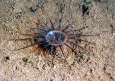 North Sea cylindrical rose with long tentacles on sandy soil