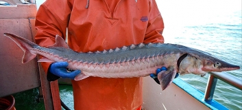 Fang eines markierten Baltischen Störs – nach Erhebung relevanter biologischer Parameter (Länge, Gewicht) wird der Fisch zurückgesetzt, Foto: Fischereiaufsicht Schleswig-Holstein / IGB Berlin