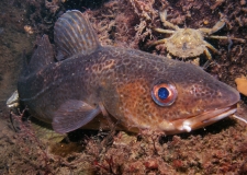  Cod (Gadus morhua)